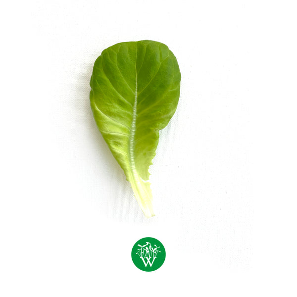 Green Butter Lettuce Wispy Greens