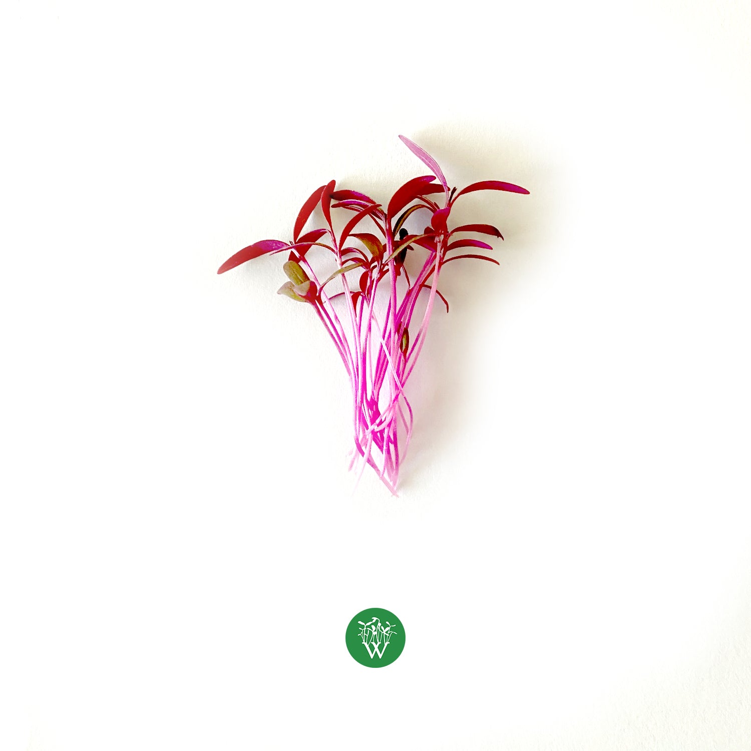 Amaranth Microgreens