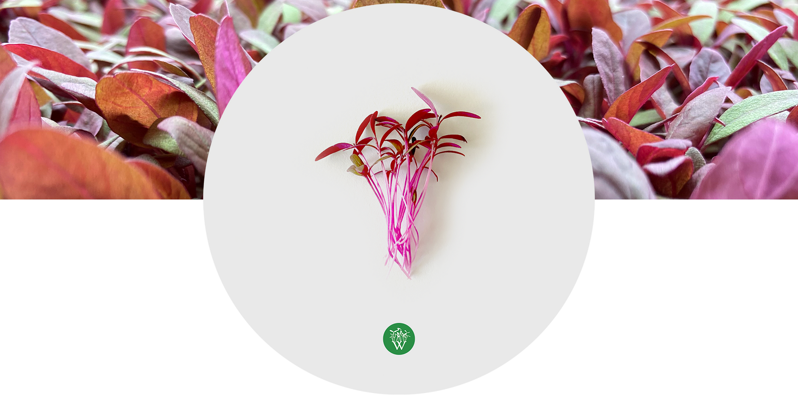 Amaranth Microgreens