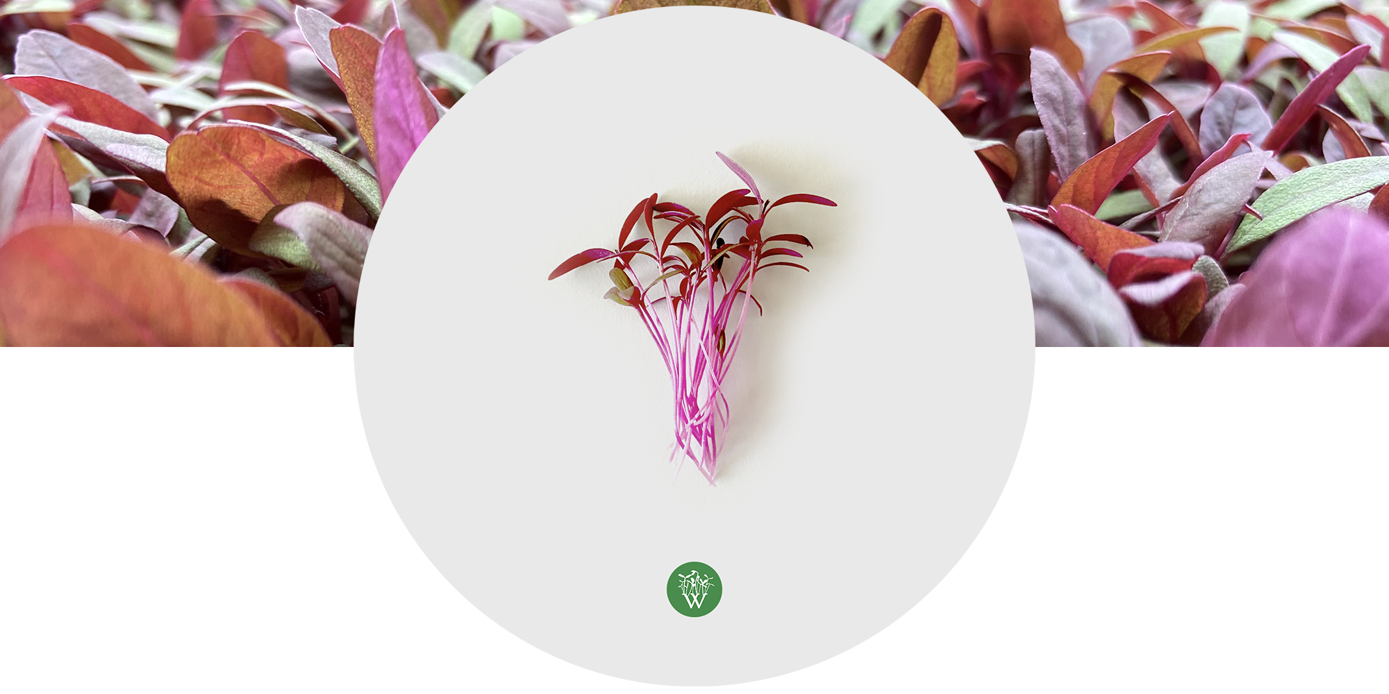 Amaranth Microgreens