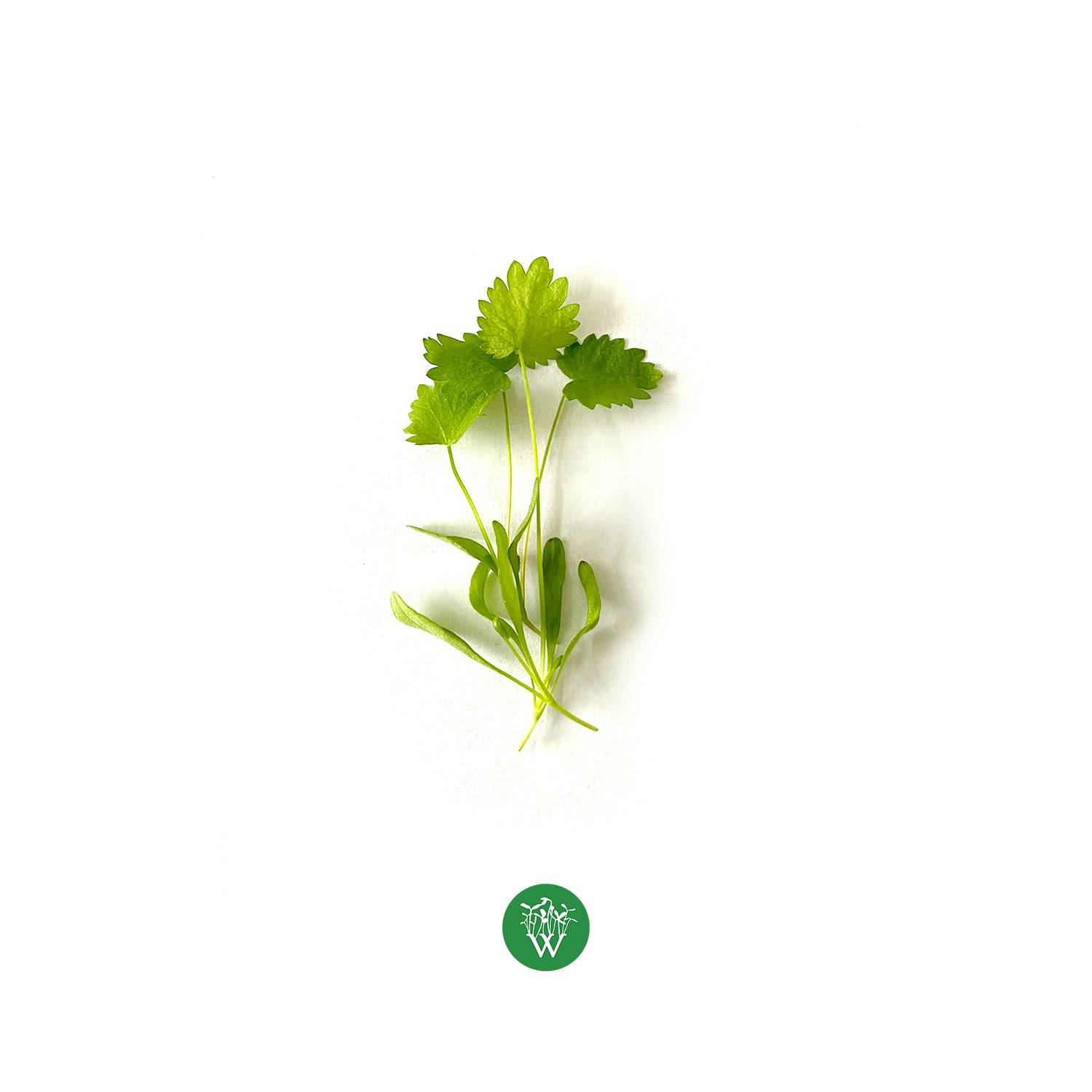 Anise Microgreens