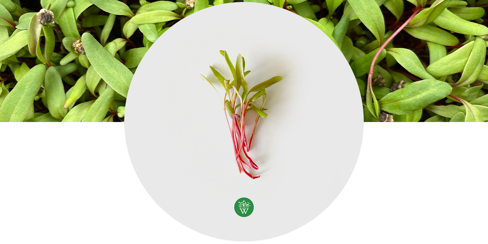 Beet Microgreens