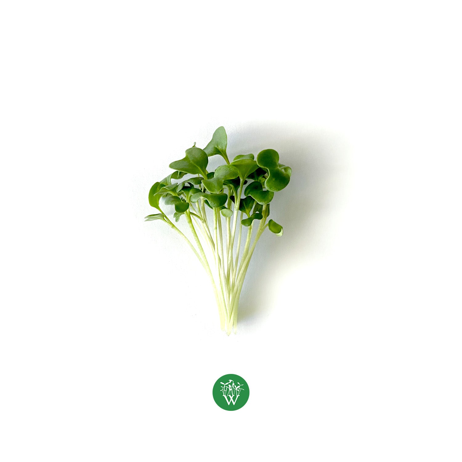 Broccoli Microgreens