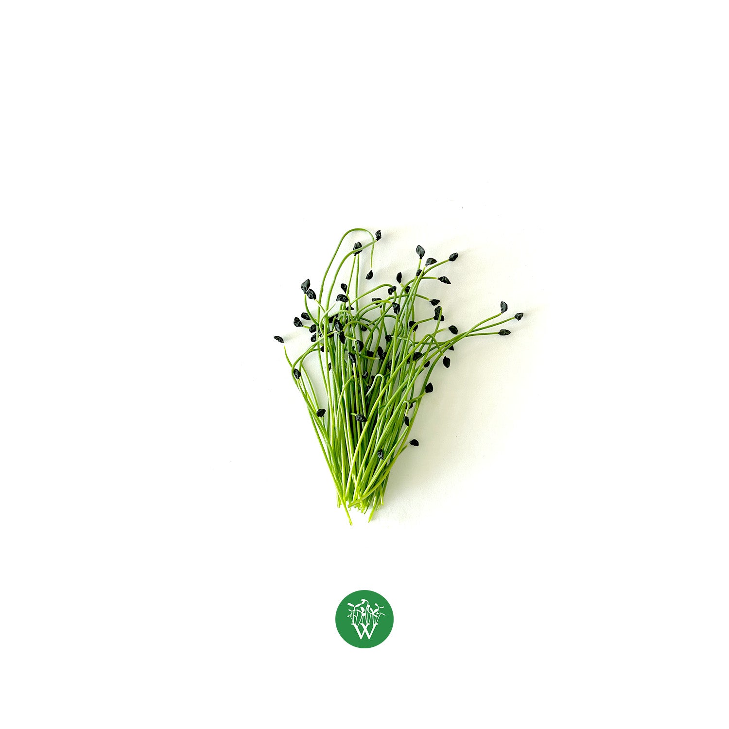 7+ Microgreen Leeks Leek Microgreens - Wispy Greens