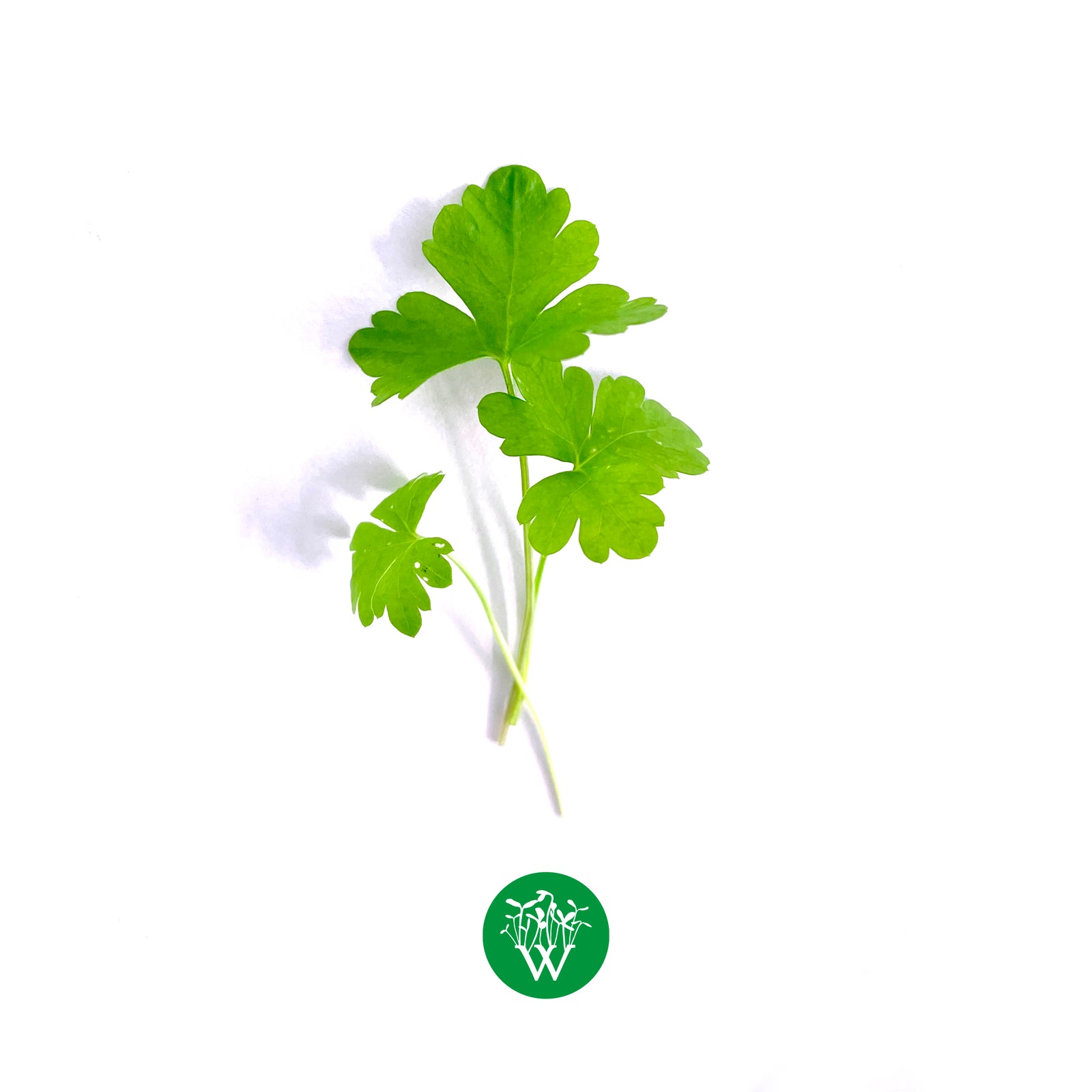 Parsley