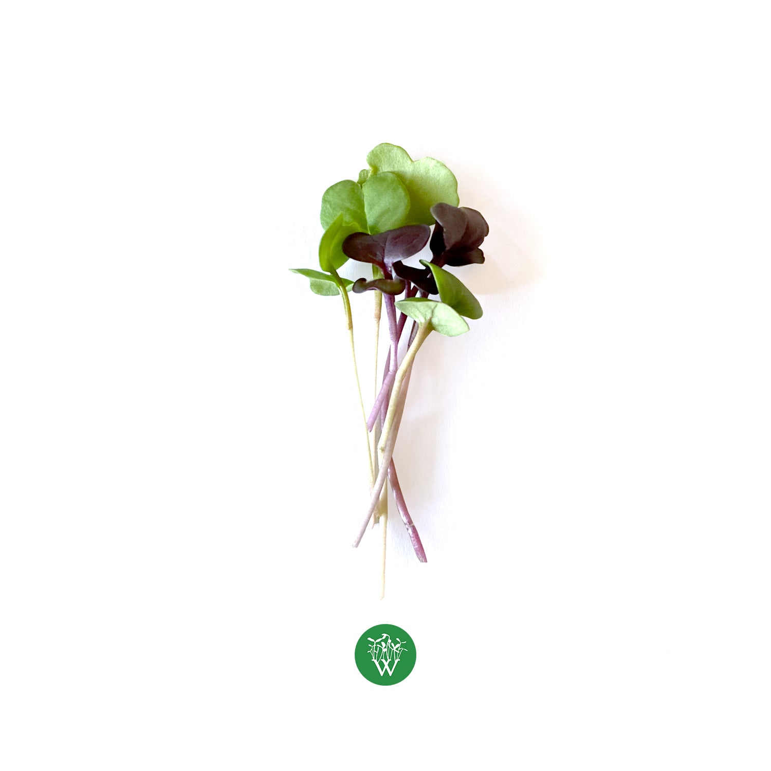 Mixed Radish Microgreens