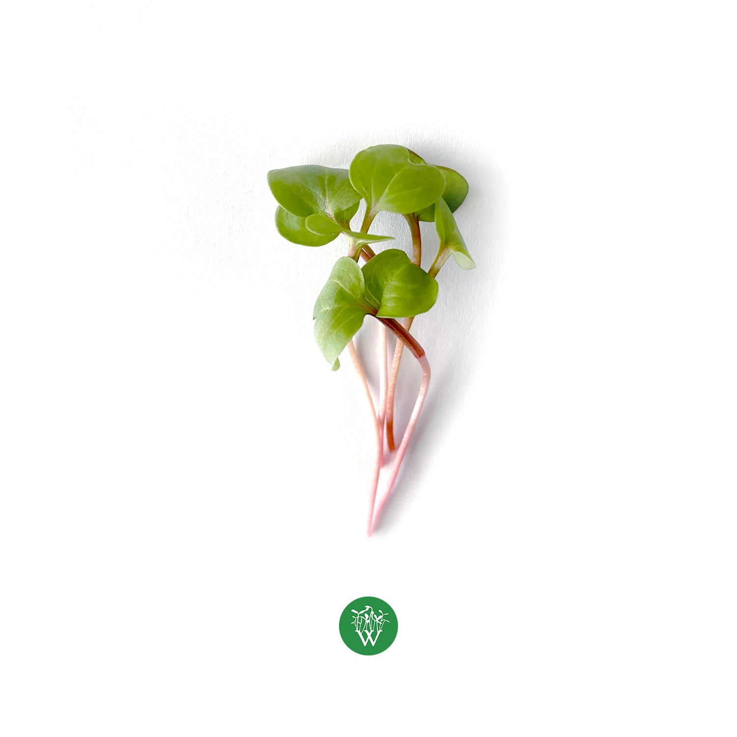 Radish Microgreens