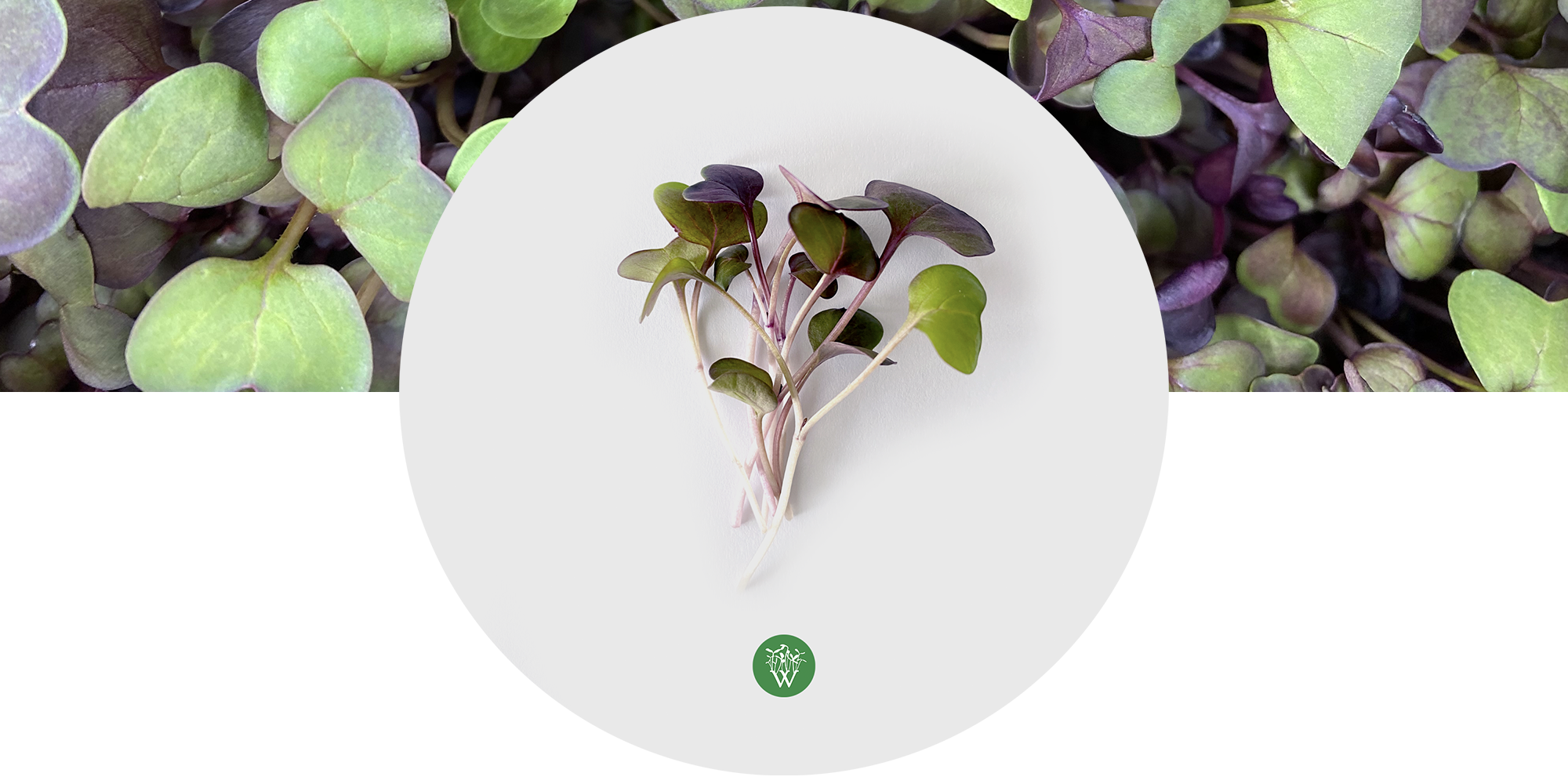 Radish