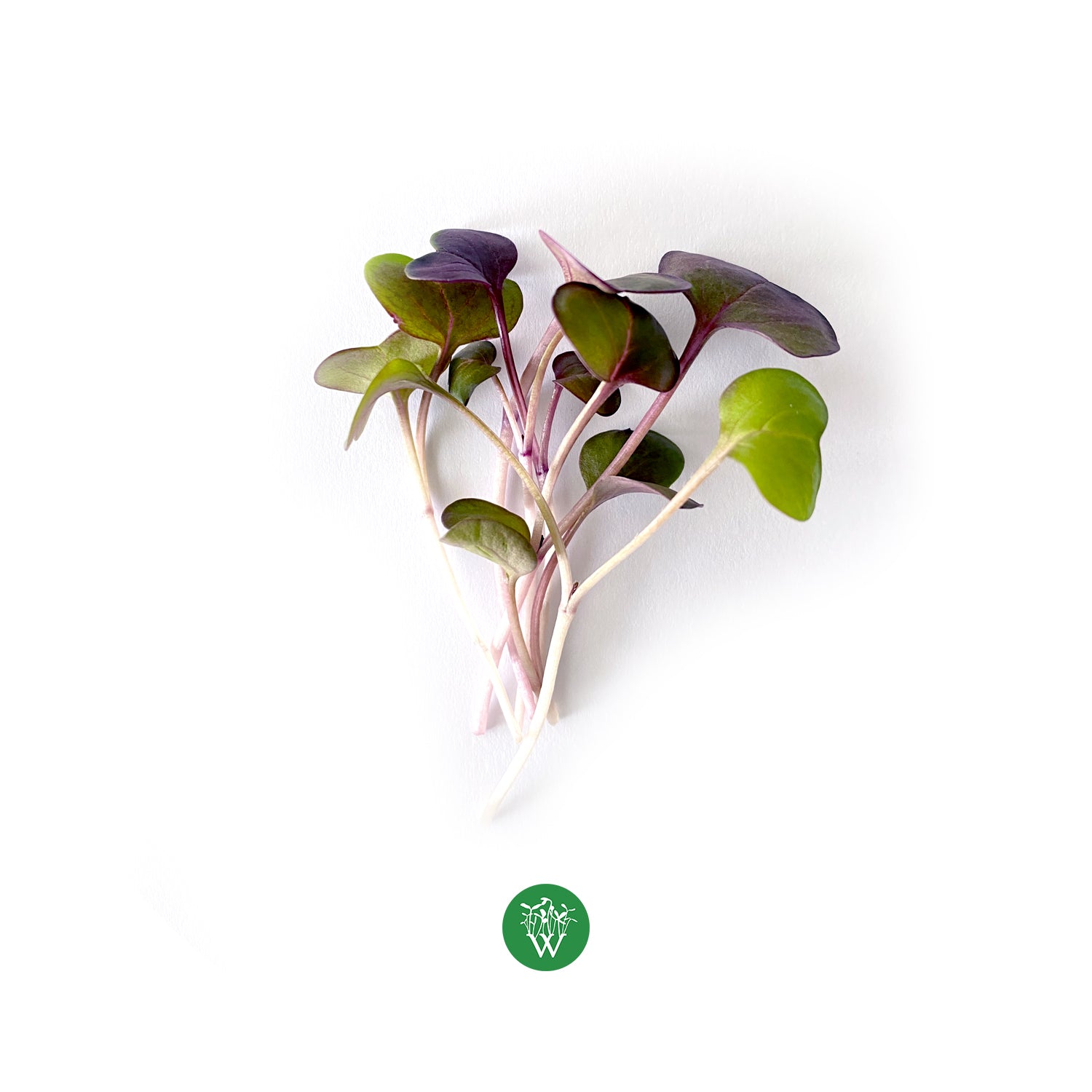 Rambo Radish Microgreens - Wispy Greens