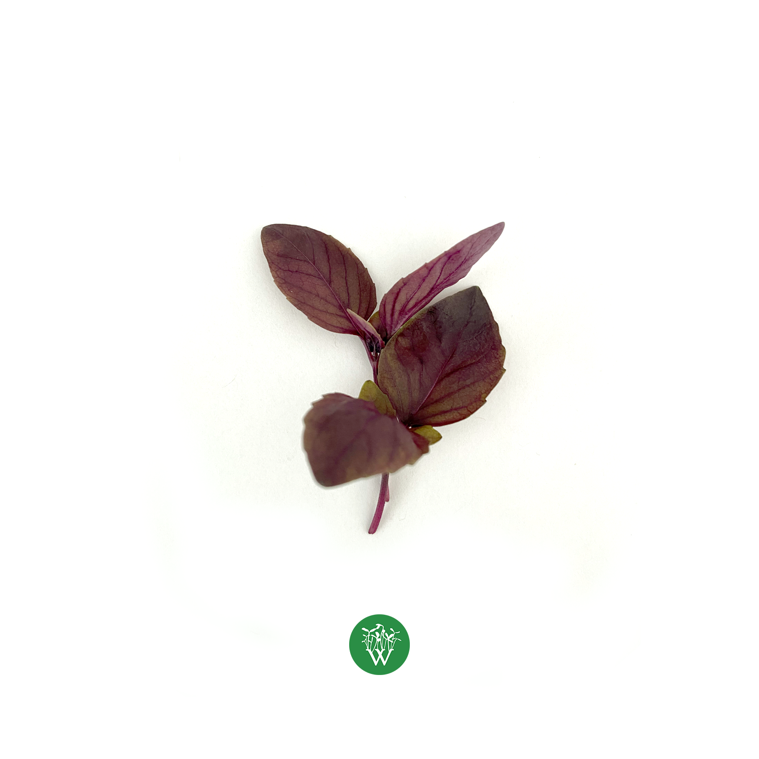 Red Rubin Basil