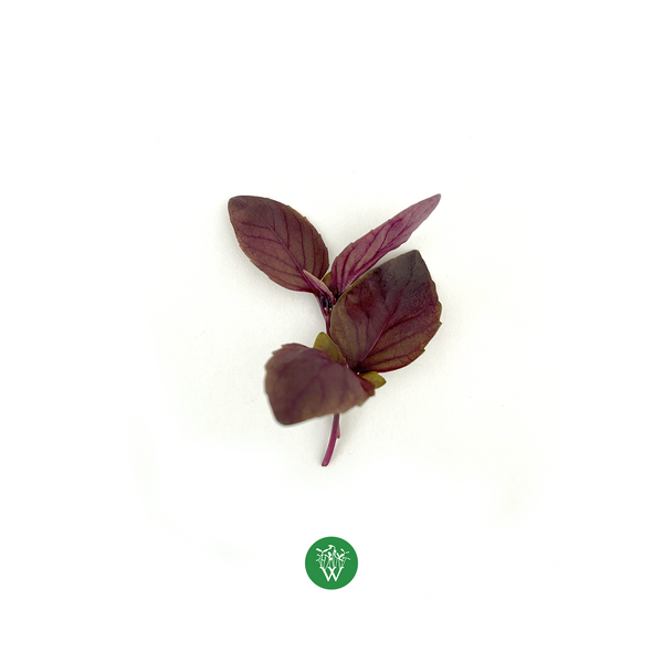 Red Rubin Basil - Wispy Greens