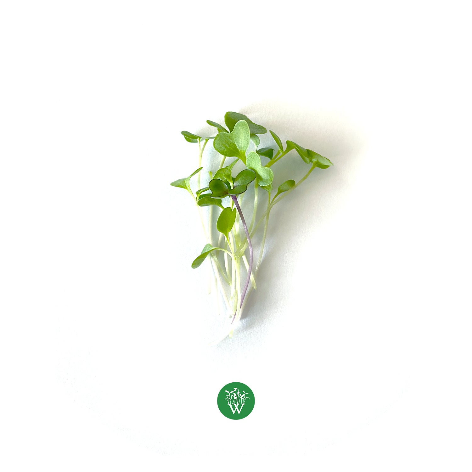 Basic Salad Mix Microgreens