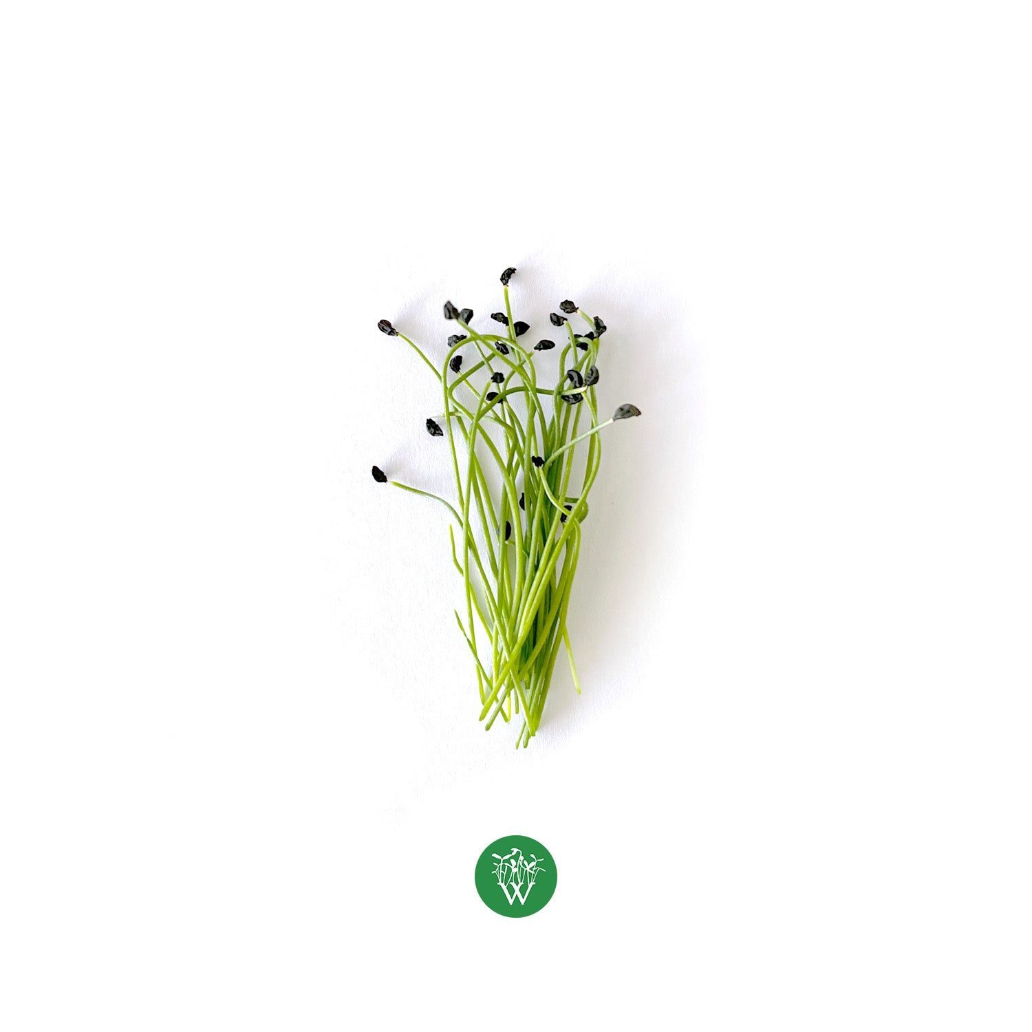 Scallion Microgreens