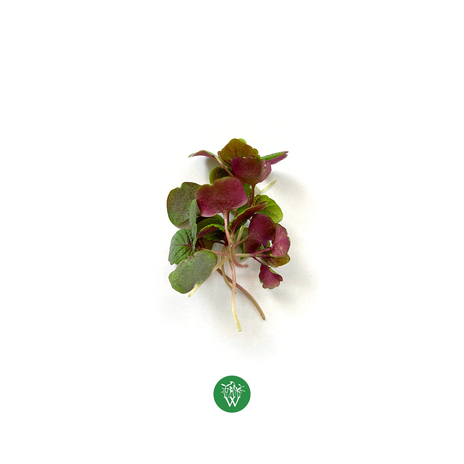 Shiso Microgreens
