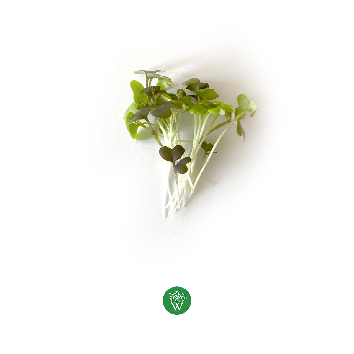 Spicy Salad Mix Microgreens Wispy Greens