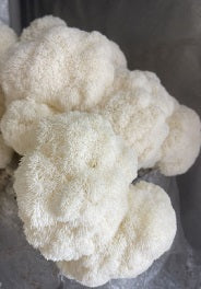 Your Lion's Mane Mushrooms - 1 LB