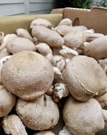 Your Shiitake Mushrooms - 1 LB