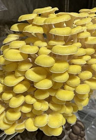 Your Golden Oyster Mushrooms - 1 LB