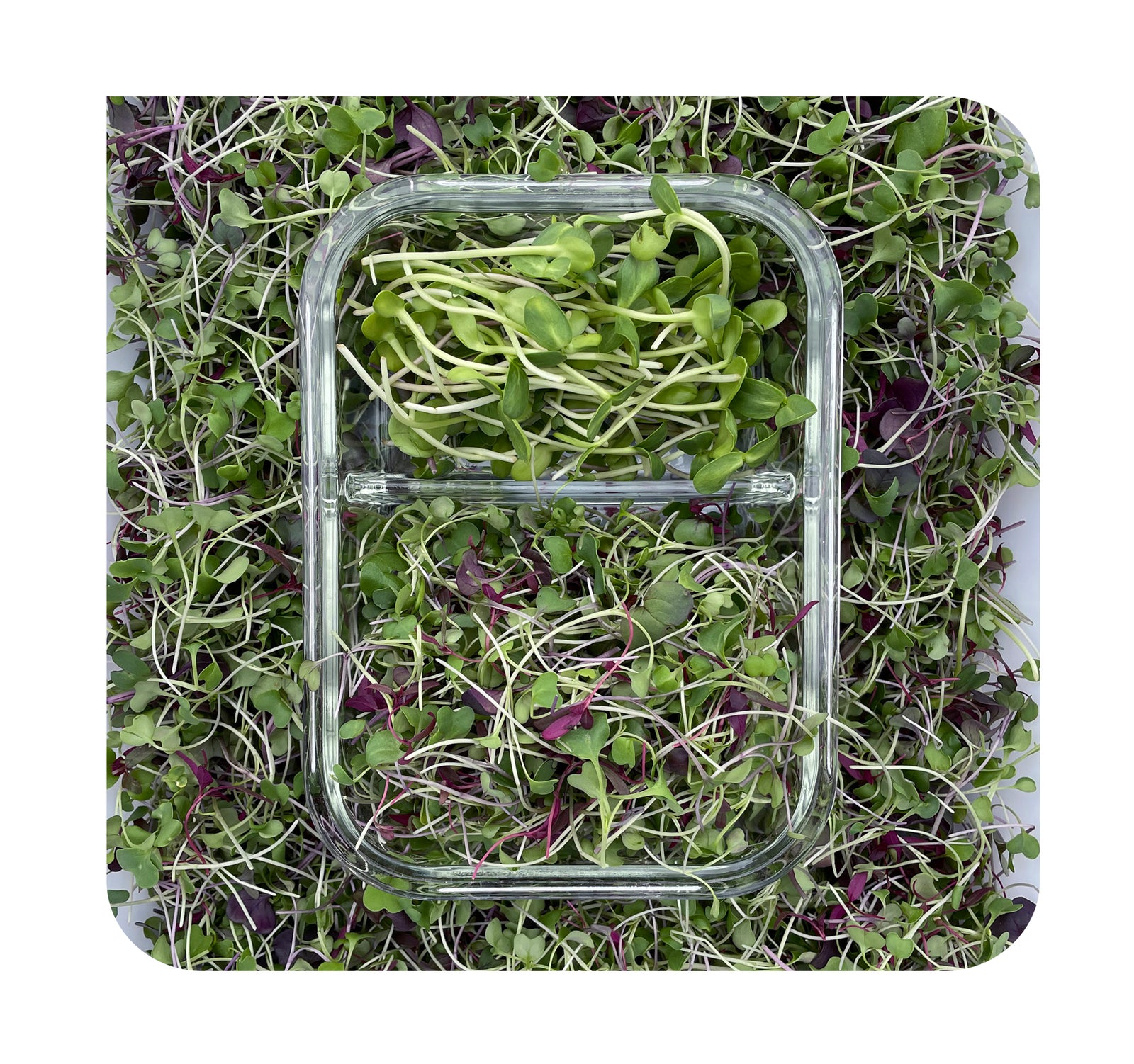 Microgreens Duo