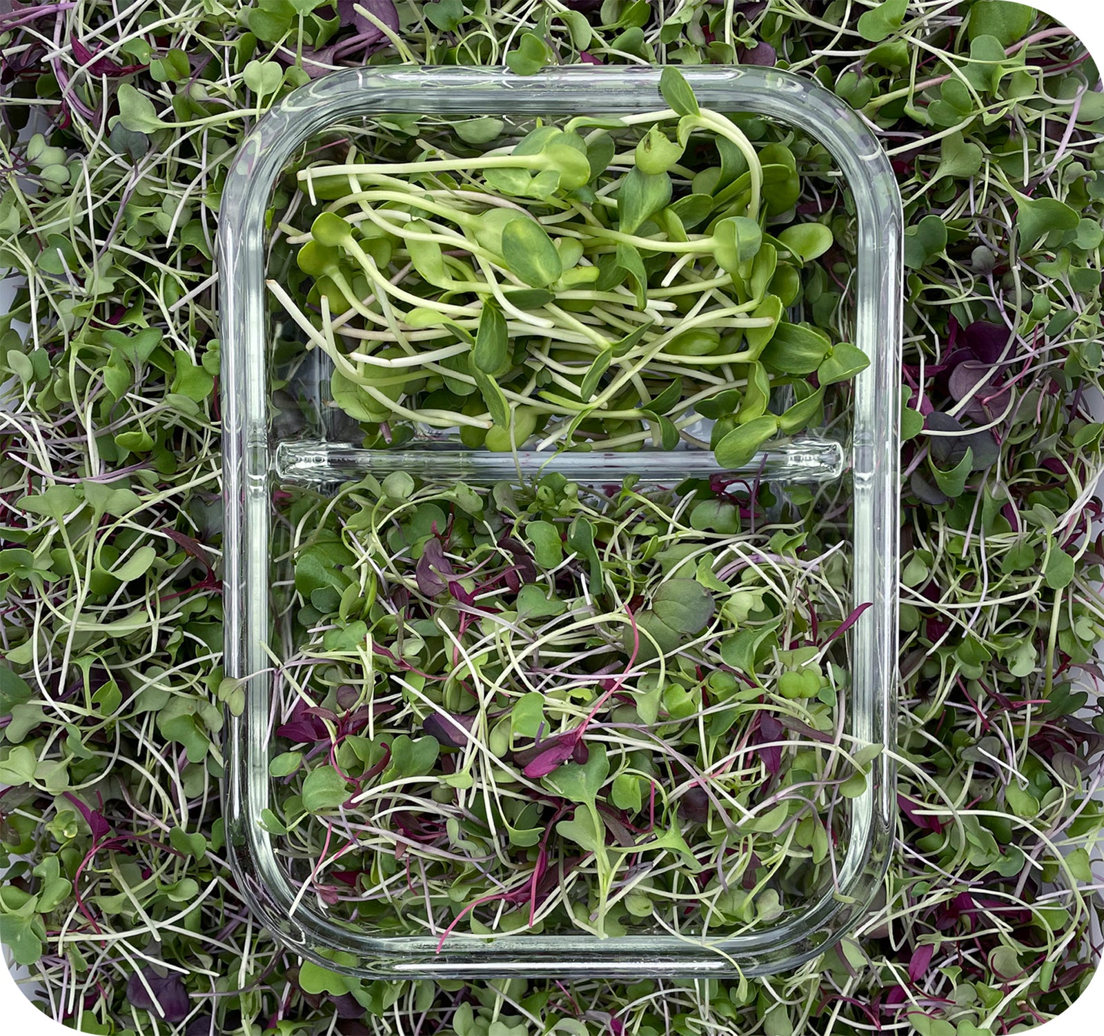 Microgreens Duo