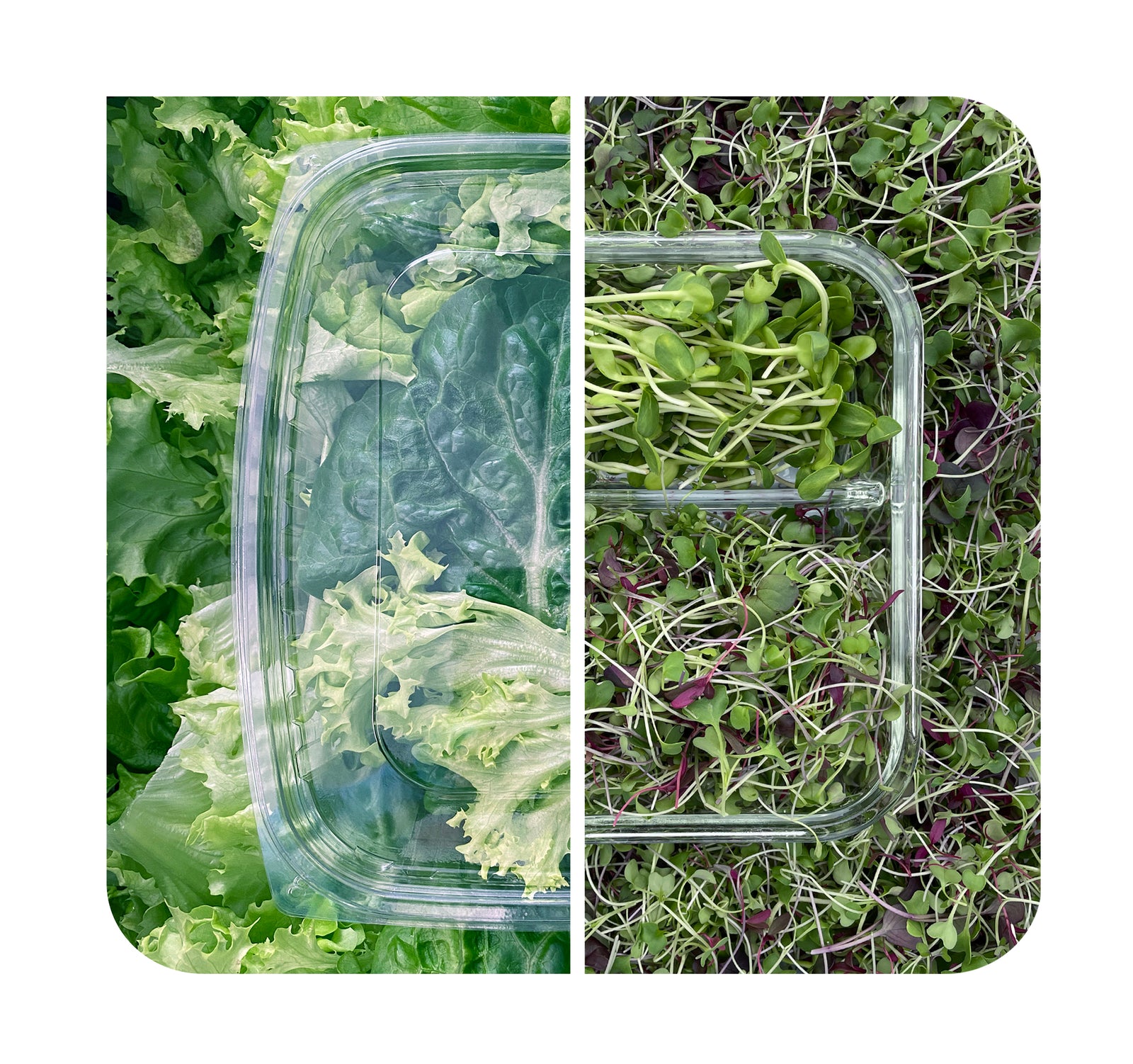 Greens Starter Package