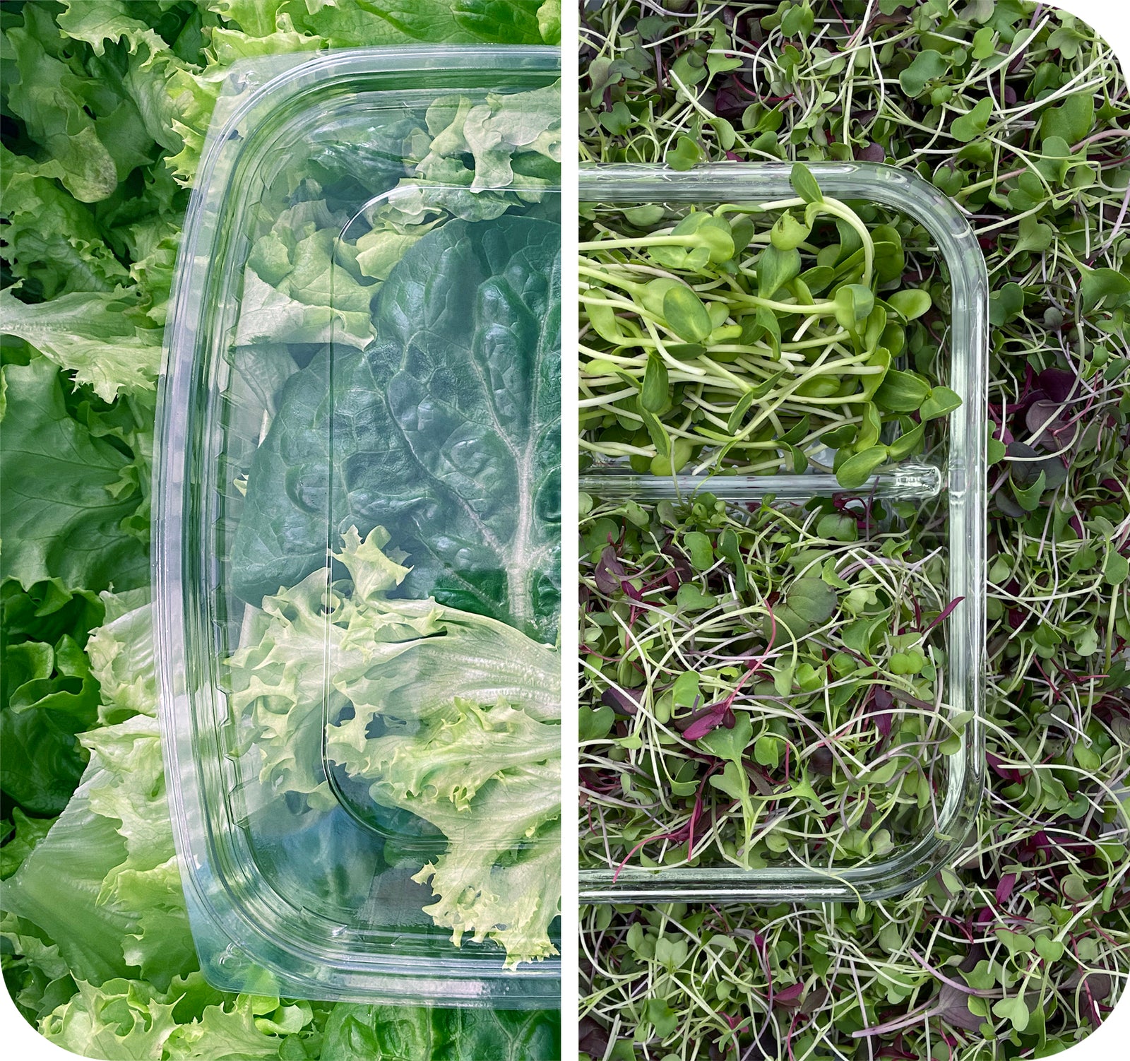 Greens Starter Package