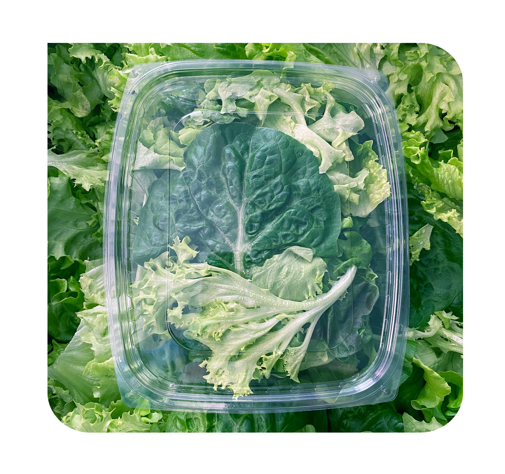 Mixed Lettuce