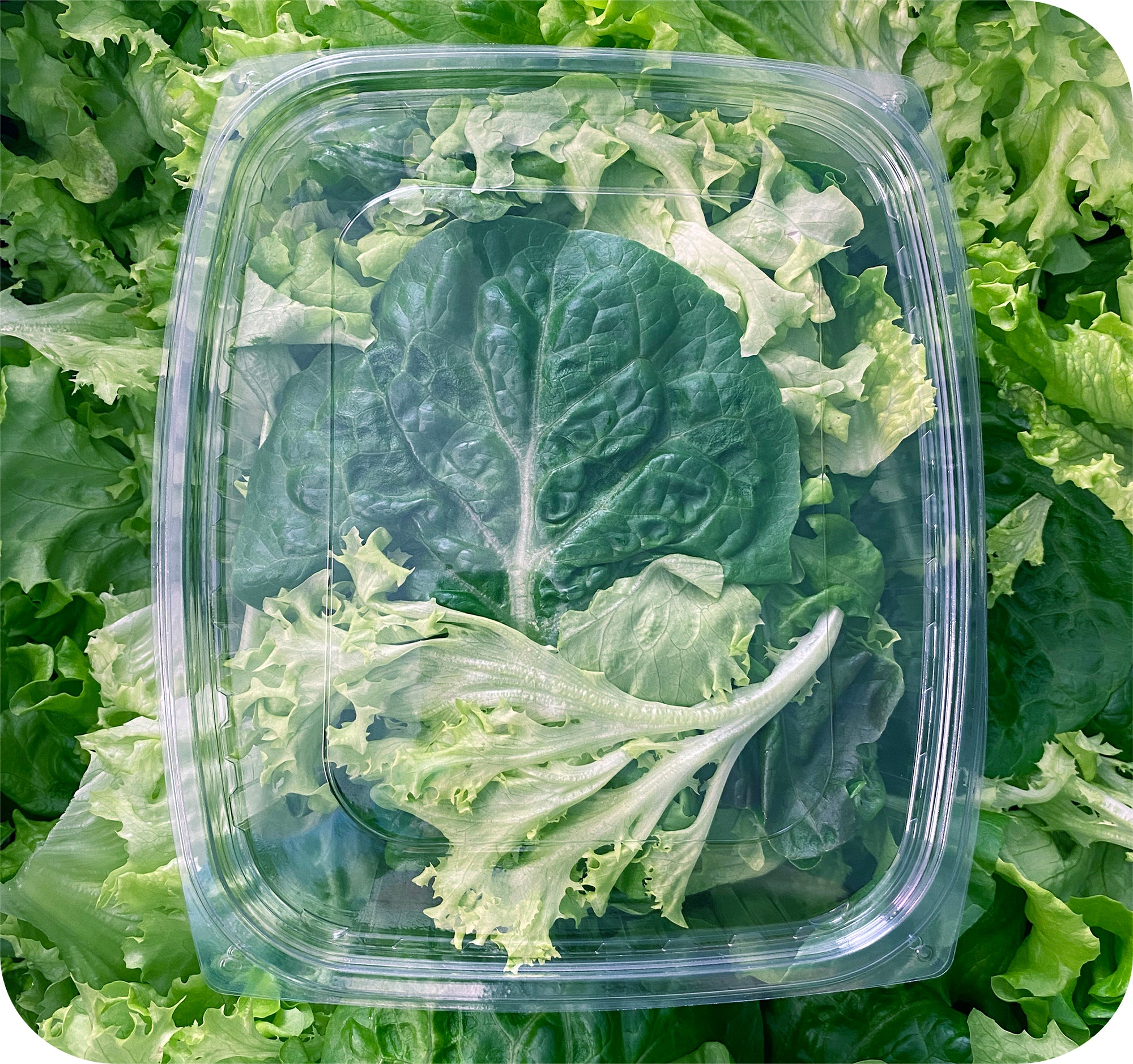 Mixed Lettuce