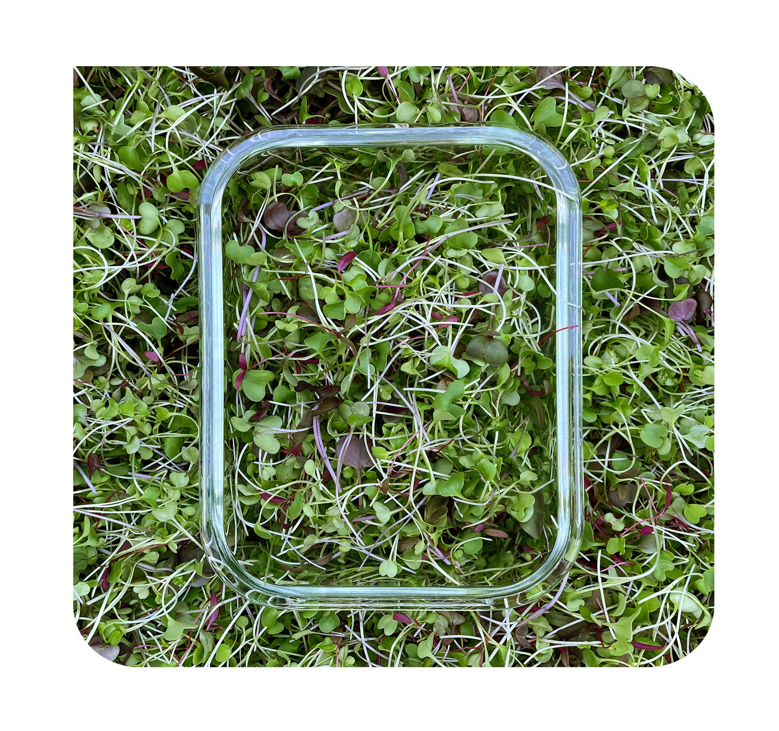 Veggie Microgreens