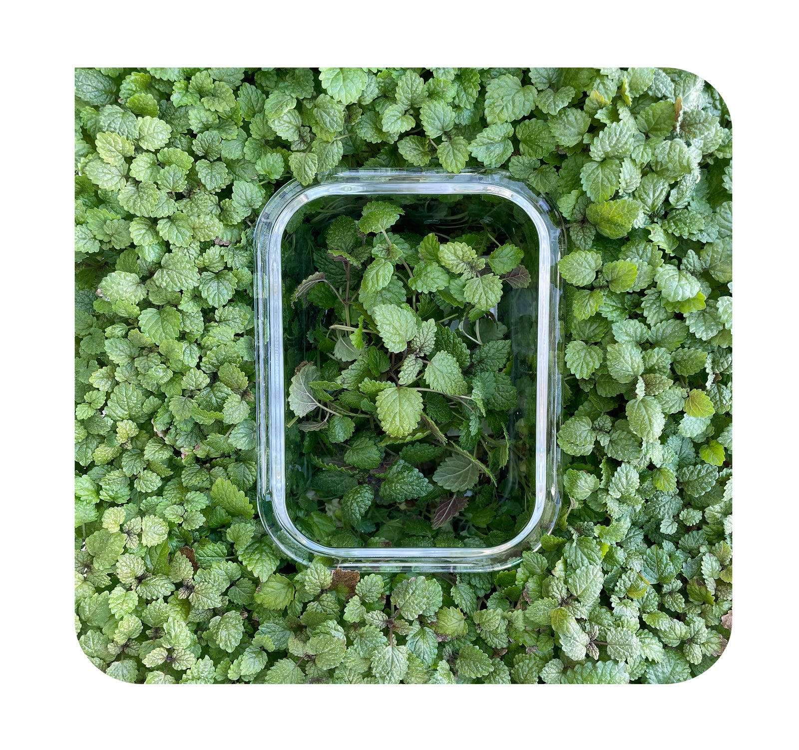 Special Herb or Microgreen