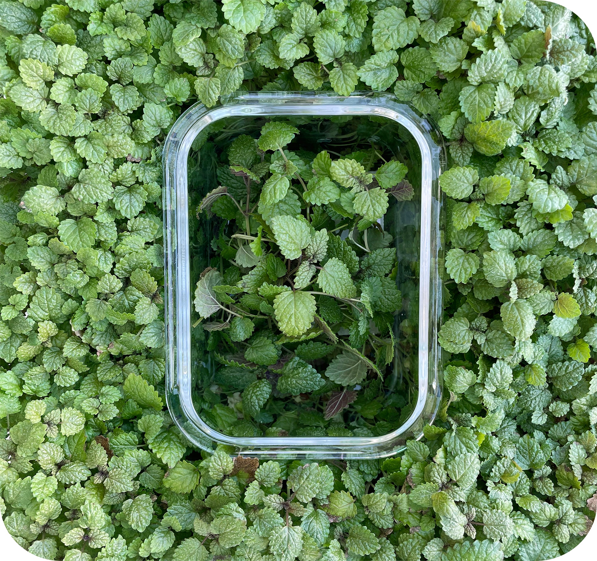 Special Herb or Microgreen