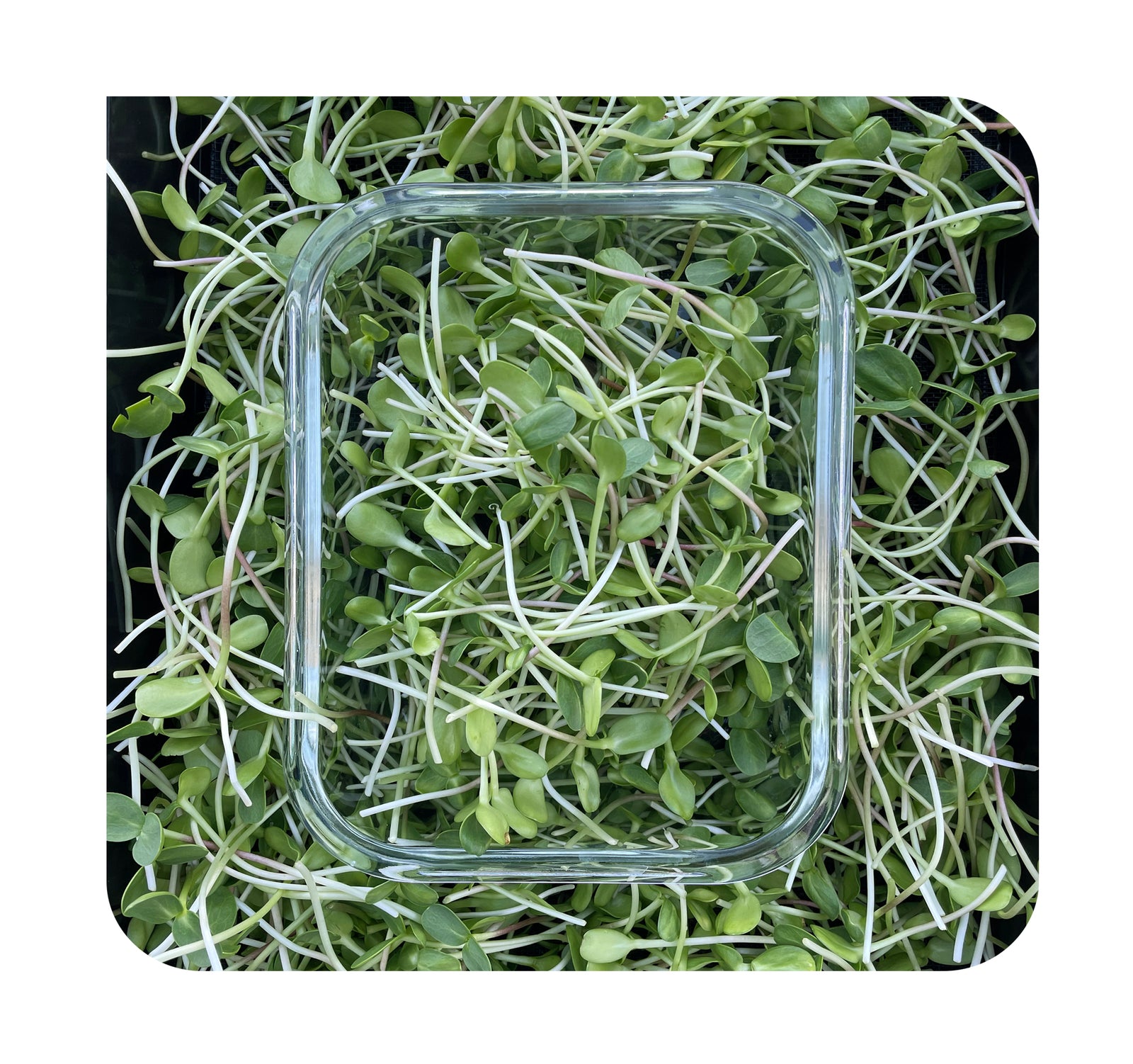 Sunflower Shoots