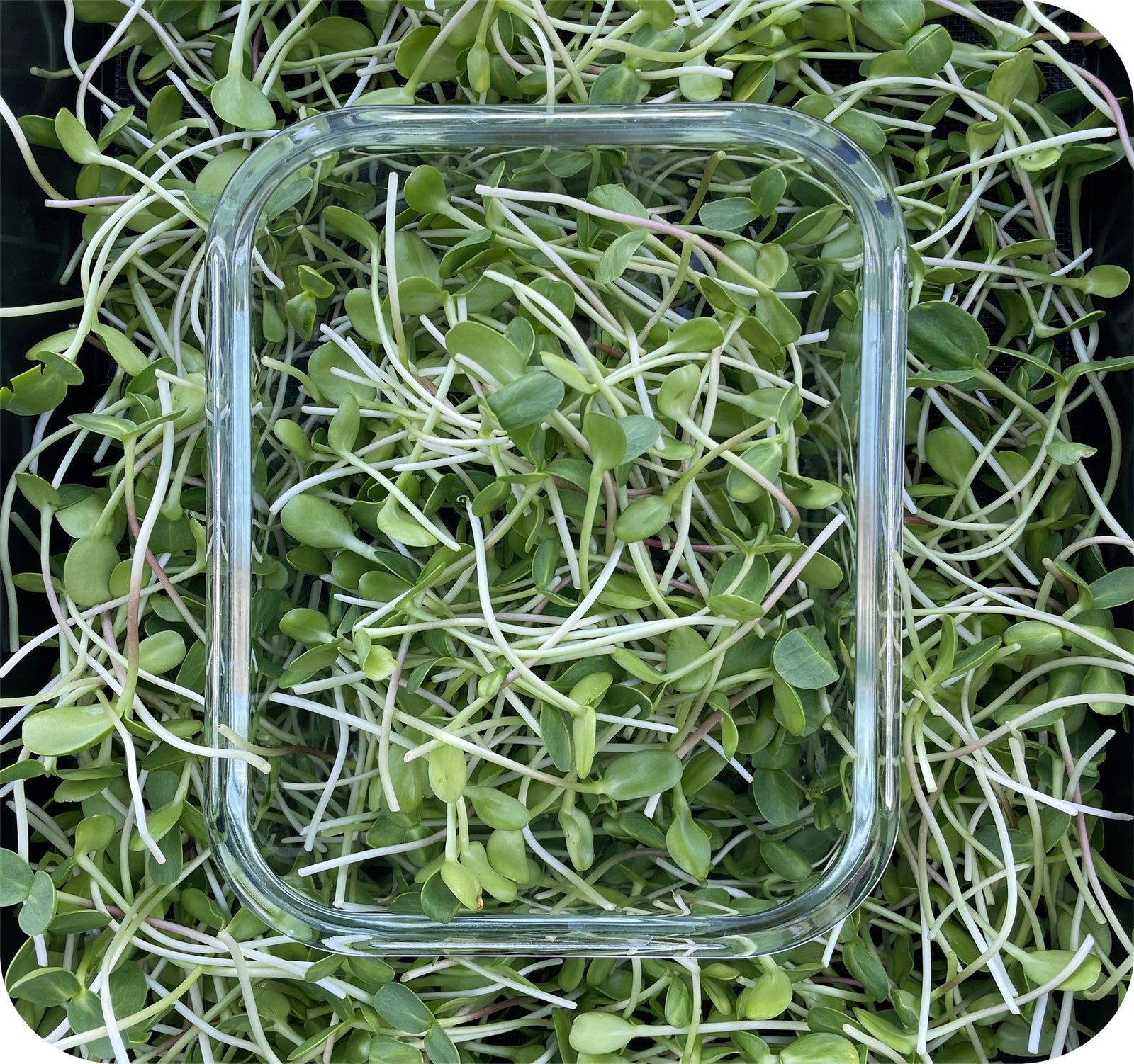 Sunflower Shoots